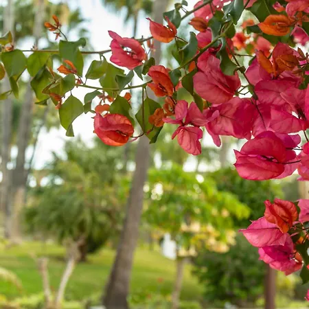 Palmas 4b Oasis *